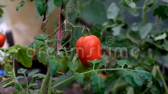 夏天的西红柿视频的预览图