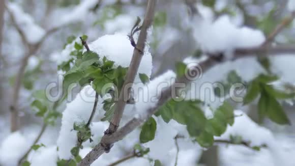绿叶在阴天的春天雪下发芽在雪下种芽视频的预览图