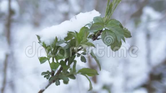 绿叶在阴天的春天雪下发芽在雪下种芽视频的预览图