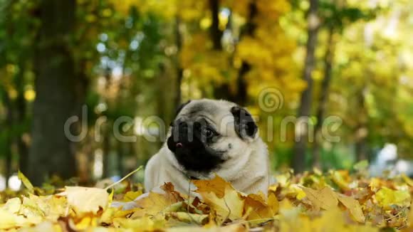 在阳光明媚的秋林中可爱而有趣的小狗黄叶落在狗头上视频的预览图