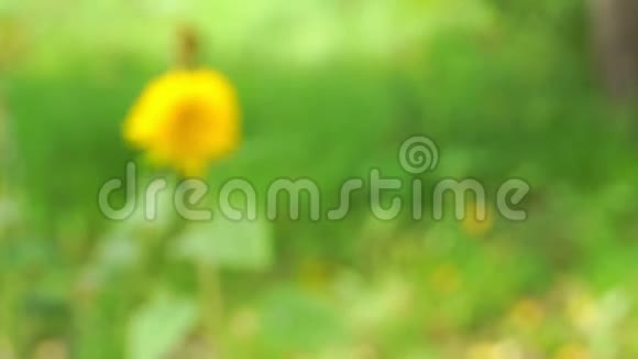 黄色的花在风绿的背景下摆动视频的预览图