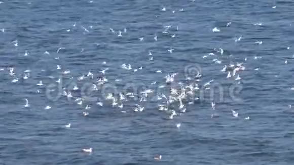 一大群海鸥在乌克兰提利格尔斯基河口捕捉小鱼视频的预览图