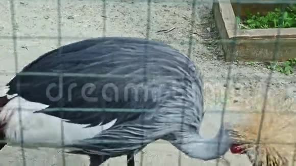 灰冠鹤走在绿色格子后面的全景视频的预览图