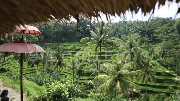 稻田帕迪露台乌布印度尼西亚巴厘视频的预览图