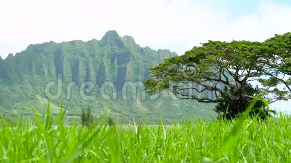 科劳山脉横跨夏威夷瓦胡岛的卡诺河湾视频的预览图