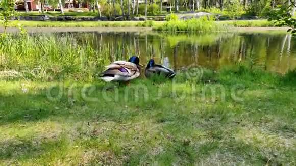 鸭子和小孩在地上寻找食物在阳光明媚的一天里在湖边的一个旅游湖里游泳视频的预览图