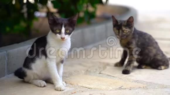 两只可爱的野猫在街上玩耍视频的预览图