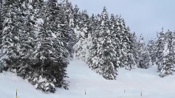 下雪后松树上覆盖着雪花高山和冬季比赛视频的预览图