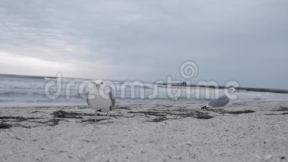 许多海鸥在波涛汹涌的大海的背景下沿着海岸散步白鸟在海滩上钓到一条鱼视频的预览图