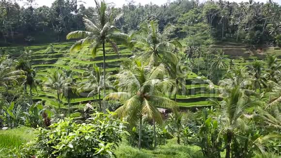 稻田帕迪露台乌布印度尼西亚巴厘视频的预览图