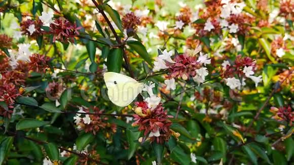白蝴蝶在花丛中的慢动作视频的预览图