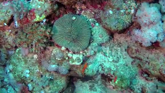 红海暗礁上的单个珊瑚菌视频的预览图