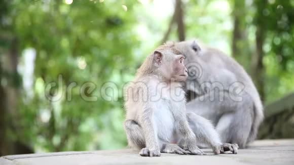 猴子家族在圣猴森林印度尼西亚巴厘Ubud视频的预览图