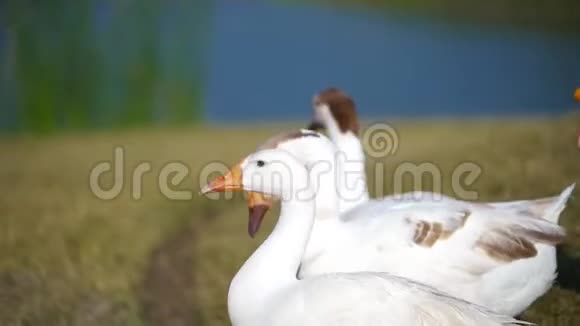 靠近的白鸟鸭正向水里游去视频的预览图