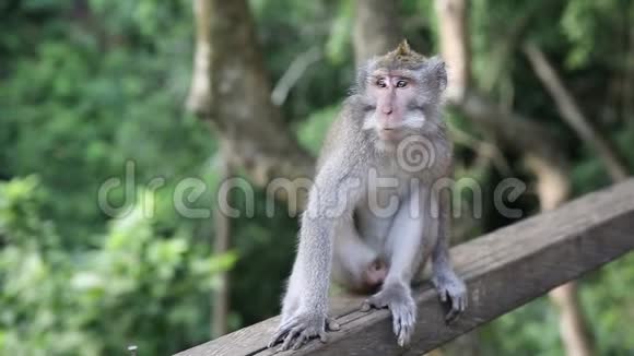 猴子家族在圣猴森林印度尼西亚巴厘Ubud视频的预览图