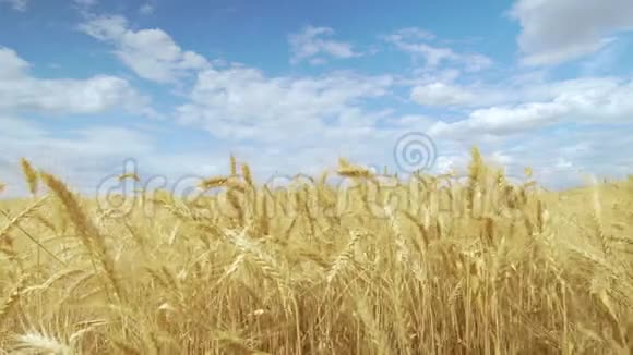 田野麦子对抗蓝天小麦穗粒摇风夏收粮食成熟视频的预览图