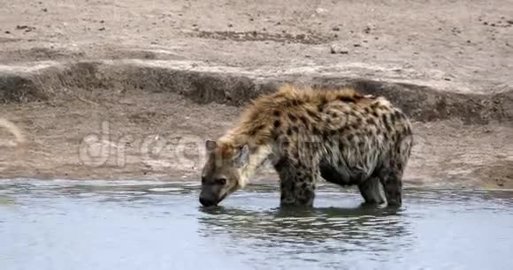 现场鬣狗饮用水Etosha纳米比亚视频的预览图