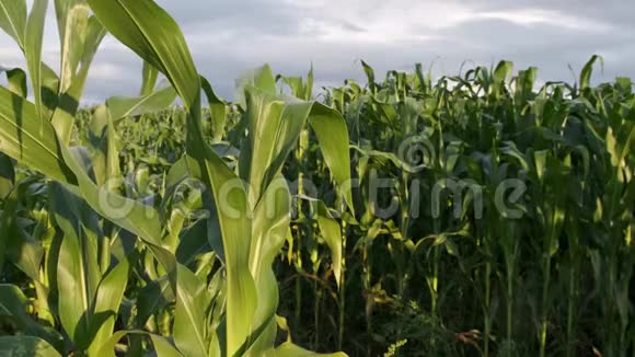 玉米绿色天然田夏天云视频的预览图