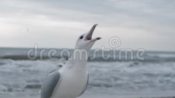 海鸥在沙滩上缓慢地捕捉并吃掉一条鱼靠近海岸上的一群鸟群近距离观赏白鸟视频的预览图