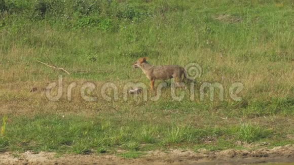 饥饿的鬣狗拖着猎物沿着绿色和棕色的草地视频的预览图