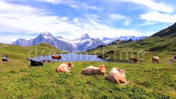 奶牛在瑞士美丽的巴卡尔佩湖前放牧白雪覆盖的山脉EigerJungfrau和Monch视频的预览图