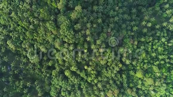 热带风景林绿色景观鸟瞰图视频的预览图