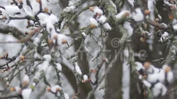 春天霜冻的阴天雪下树枝上的芽视频的预览图