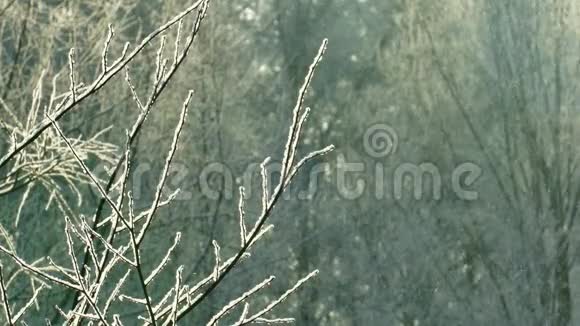 雪覆盖着灌木丛的树枝雪花飘落视频的预览图