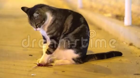 孤独的街道野猫在街上玩耍视频的预览图