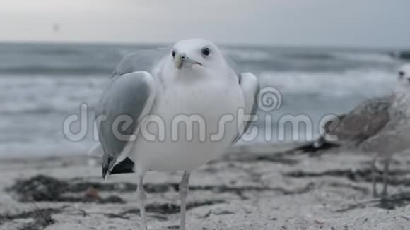 沙滩上的白鸟近距离观看海鸥站在沙滩上在大海的背景下看镜头视频的预览图