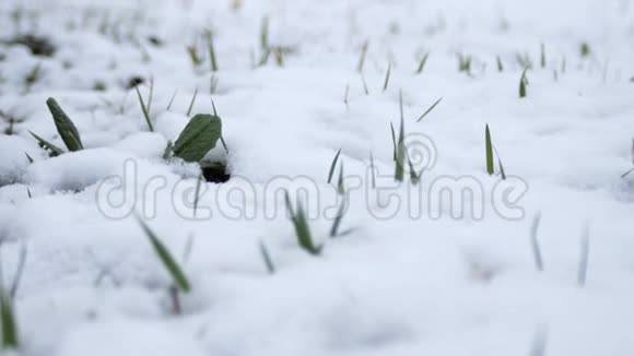 在雪下种芽在多云天气下春雪下绿草如茵视频的预览图