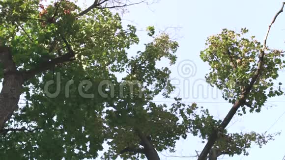 树的后方背景视频的预览图