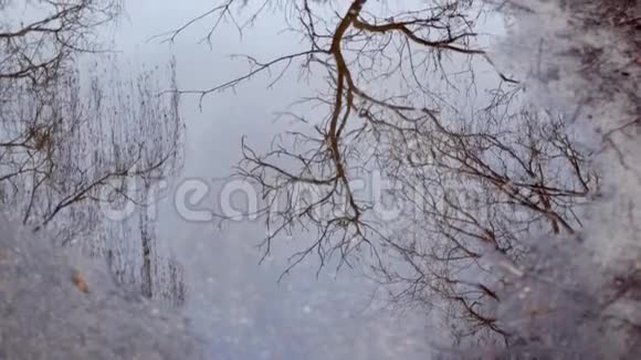 阴天的春天水坑里一棵冬树的倒影视频的预览图