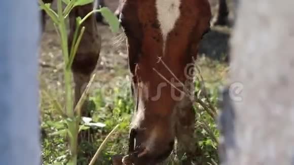 一匹棕马在围栏附近的草地上吃草视频的预览图