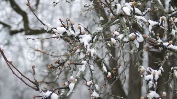 春天霜冻的阴天雪下树枝上的芽视频的预览图