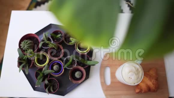 许多植物和仙人掌放在桌子上的小罐子里假日早餐供应牛角面包和咖啡视频的预览图