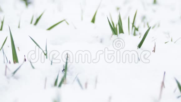 在雪下种芽在多云天气下春雪下绿草如茵视频的预览图