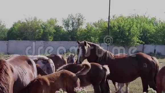 农场里有一大群马平静的马去寻找食物和休息视频的预览图