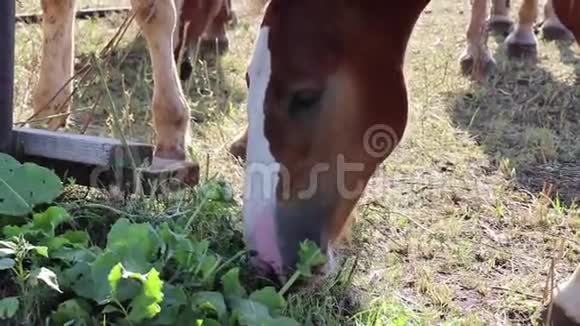 把种马关起来在田里吃草挨着其他马视频的预览图
