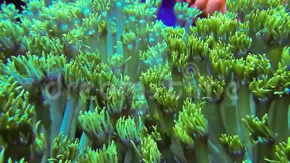 绿珊瑚群聚在一起视频的预览图