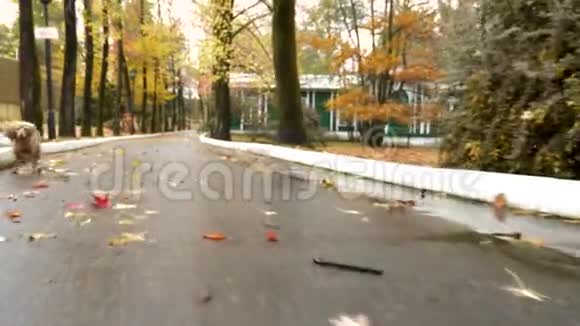 雨后公园里落叶的小巷视频的预览图