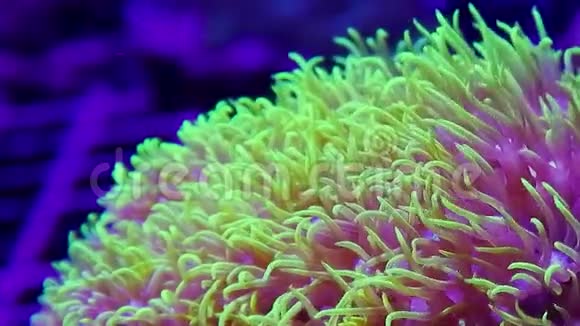 明亮的绿色软珊瑚星状息肉的大夹子在当前移动得很好视频的预览图