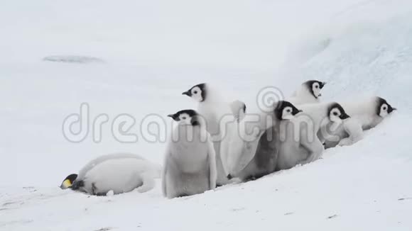 帝企鹅小鸡在冰上玩耍视频的预览图