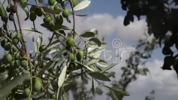 树枝上绿油油的橄榄被大风吹动视频的预览图