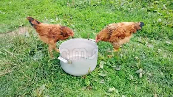 家鸡在农村吃谷物和草视频的预览图