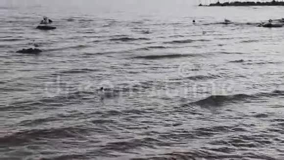 在多云的天气里鸭子漂浮在沿海的水上有小波浪视频的预览图
