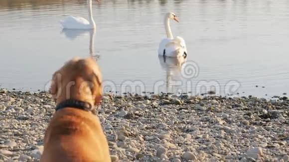 狗在水里对天鹅吠视频的预览图