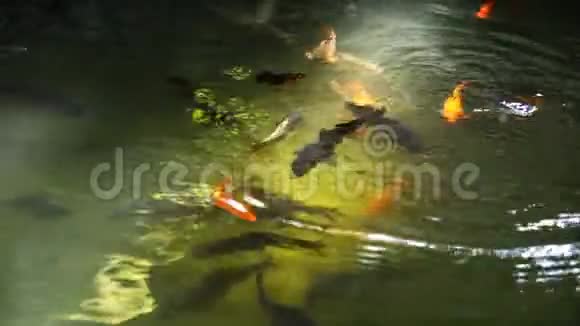鱼在公园池塘里游泳视频的预览图