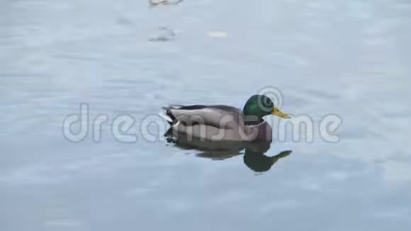 马拉德鸭迅速漂浮在池塘里视频的预览图