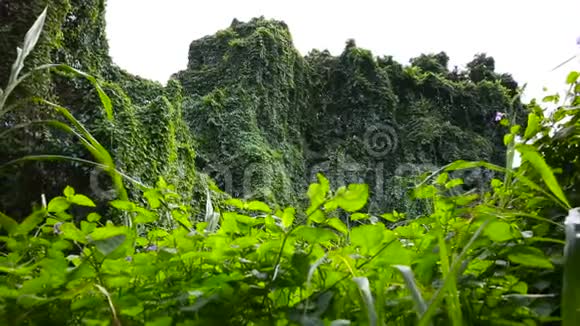 夏威夷瓦胡岛绿荫热带雨林植物视频的预览图